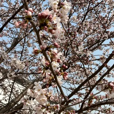 호미마을 축제
